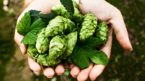 Opinion: Is That Experimental Hop HB586 I Taste? Oh, It’s Centennial? That Was My Next Guess…